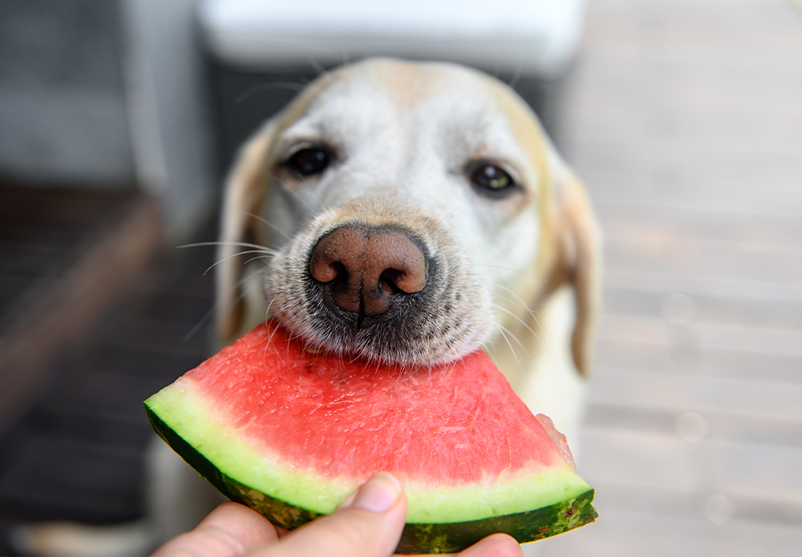 can-dogs-eat-watermelon-a-tasty-summer-snack-for-dogs